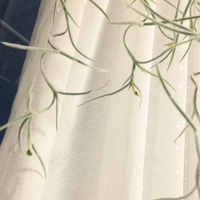 壁/天井/ウスネオイデス/植物/観葉植物/育ってるの？のインテリア実例 - 2015-05-21 01:21:40