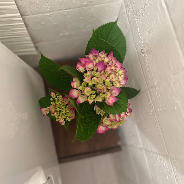 rookuさんの部屋