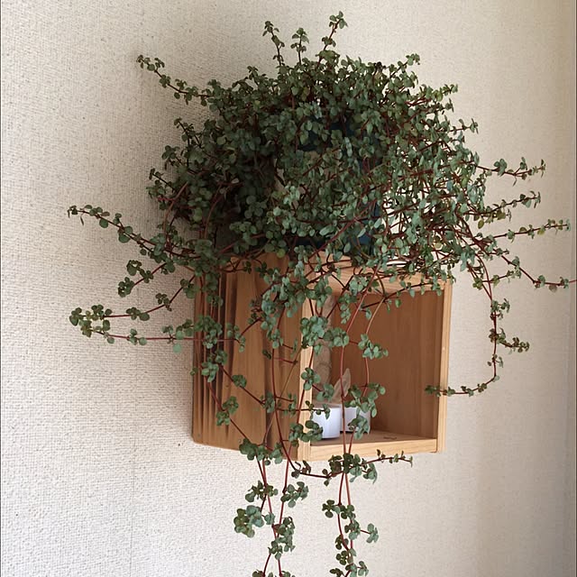 棚/DIY/ハンドメイド/キャンドルのインテリア実例 - 2015-10-19 12:16:34