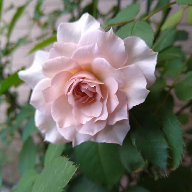 miy-9320さんの実例写真