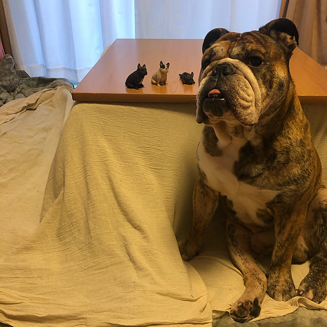 chi_gogaさんの実例写真