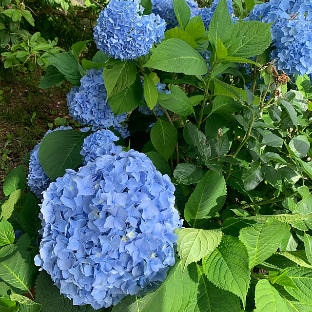 ブルー/玄関横の花壇/あじさい/紫陽花/玄関/入り口のインテリア実例 - 2020-07-30 11:15:43