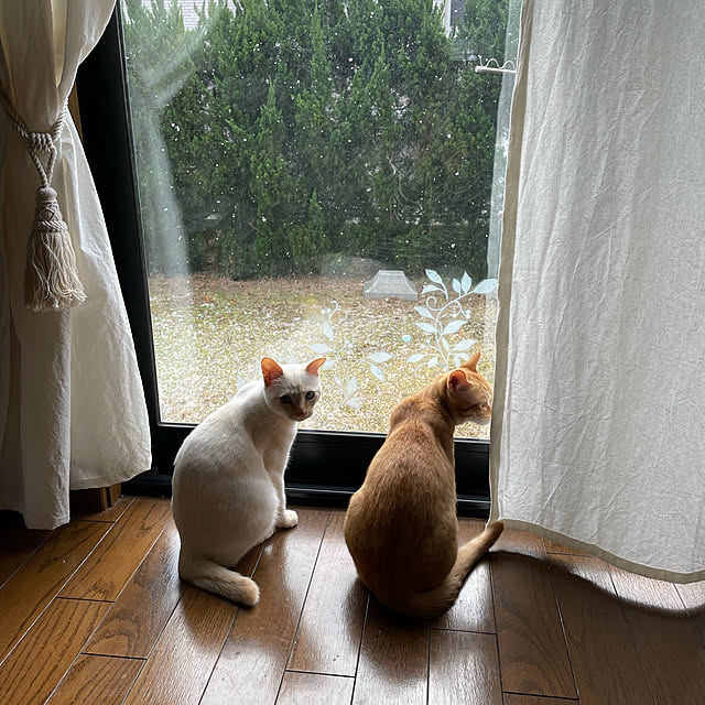 himetanさんの実例写真