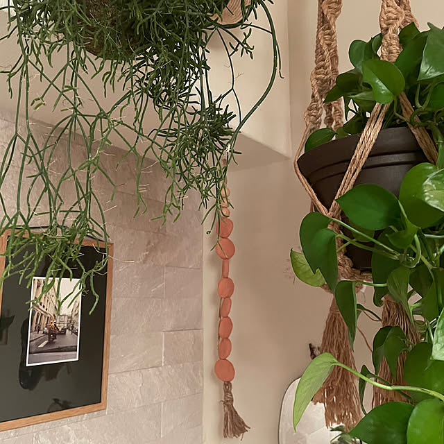 壁/天井/植物のある暮らしのインテリア実例 - 2025-01-13 09:51:12