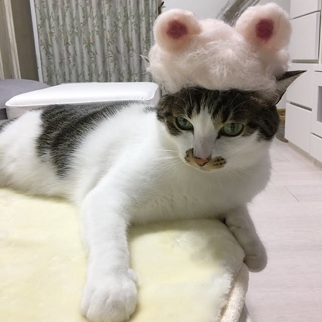 yuchiさんの実例写真