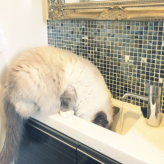 ne-coさんの実例写真
