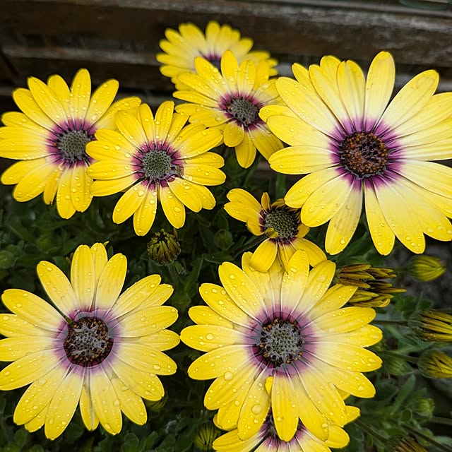 mofukoさんの実例写真