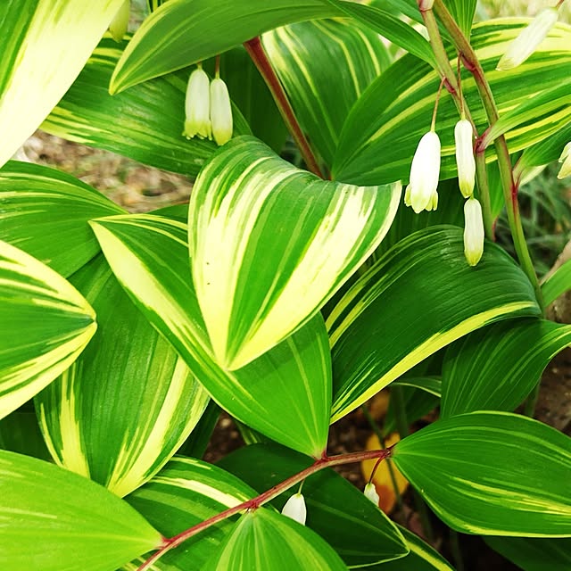 katさんの実例写真