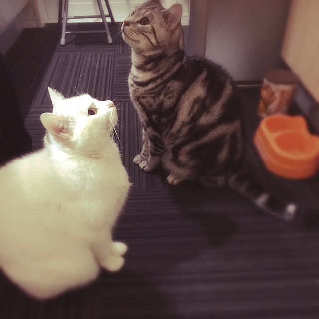 hiro_mashさんの実例写真