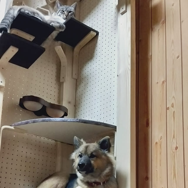 sakiさんの実例写真