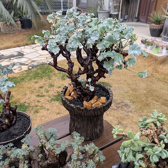 ot-gardenさんの部屋