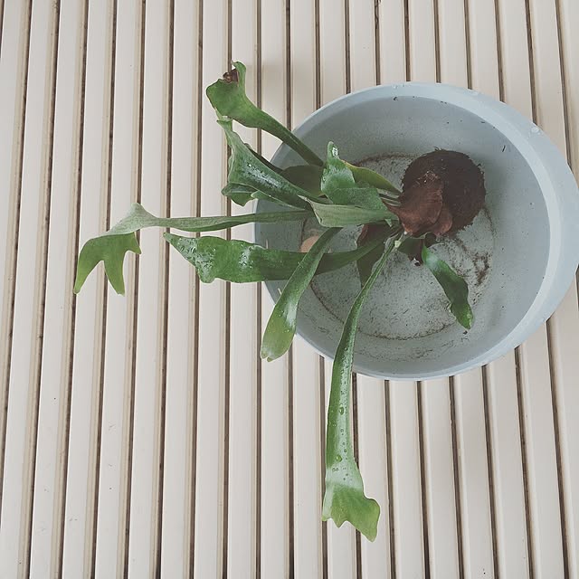 kapock___さんの実例写真