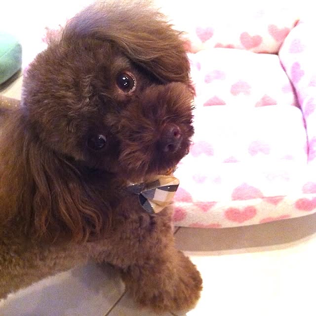 FXさんの実例写真