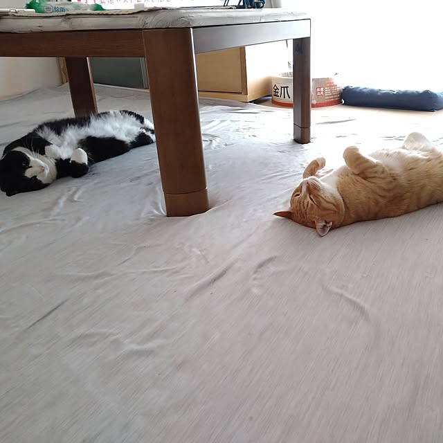 koromaroさんの実例写真