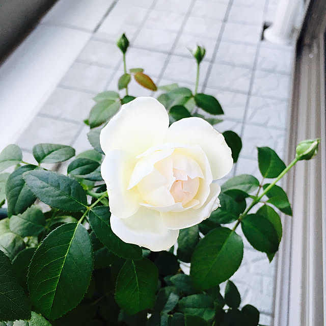 yakitoripieさんの実例写真