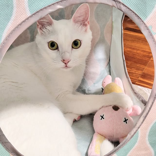 momochanoshippoさんの実例写真