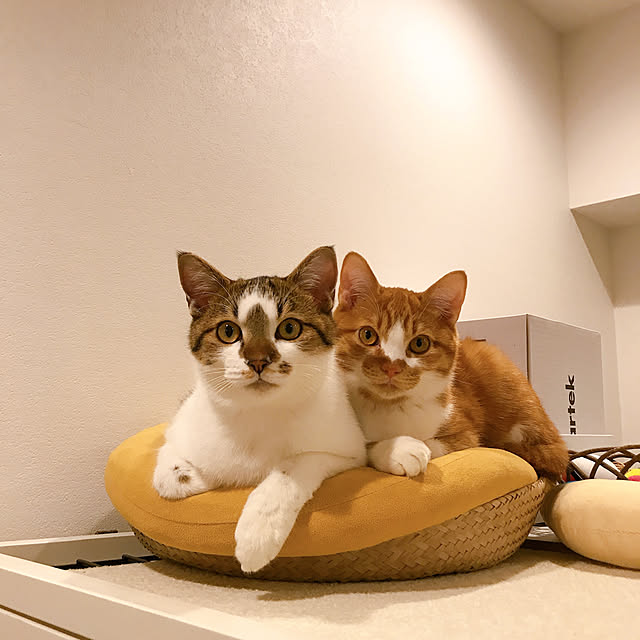 sheさんの実例写真