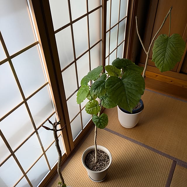 Renさんの実例写真