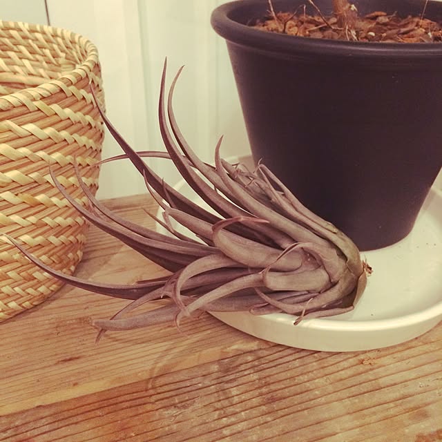 accoさんの実例写真