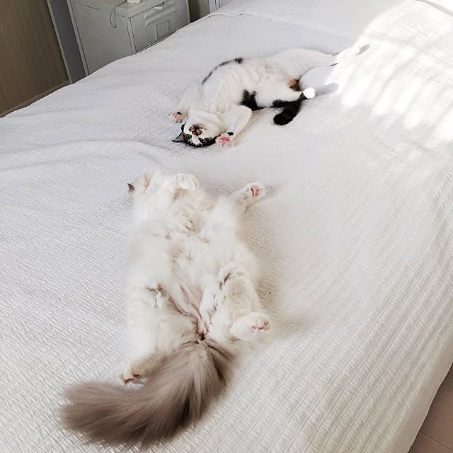 yuchiさんの実例写真