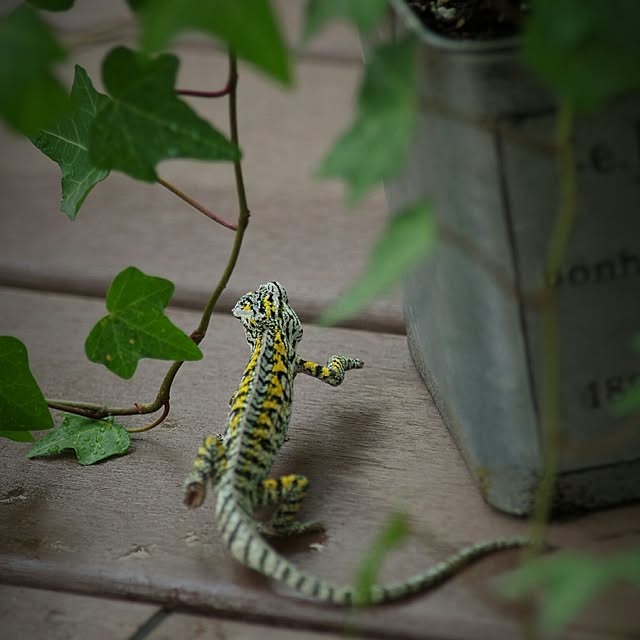 escalaさんの実例写真