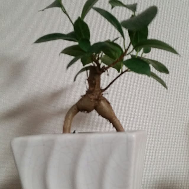 club.osugiさんの実例写真