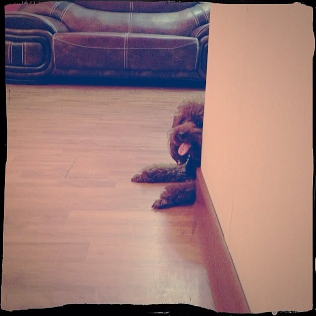 maylieさんの実例写真