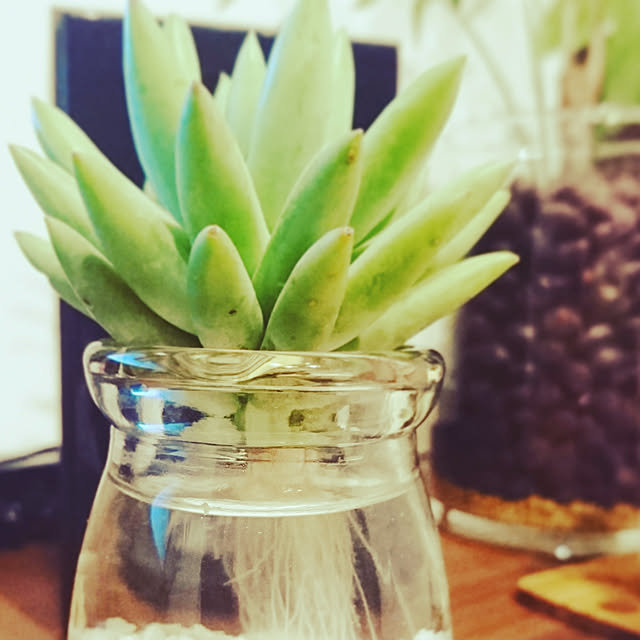 リビング/グリーンインテリア/ウォールナット家具/水耕栽培/多肉植物...などのインテリア実例 - 2018-04-11 23:01:07