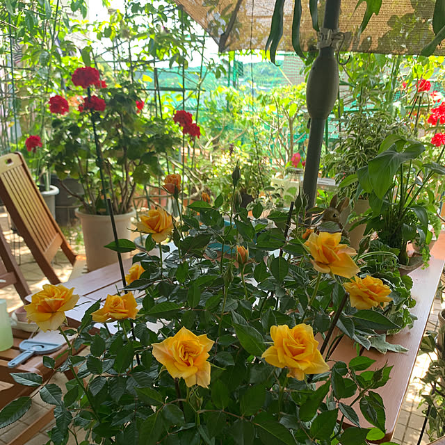 Aqettyさんの部屋