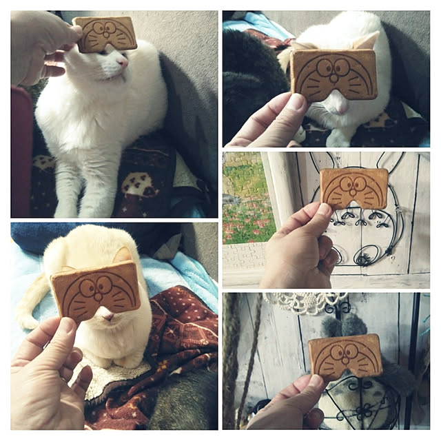 posauruさんの実例写真