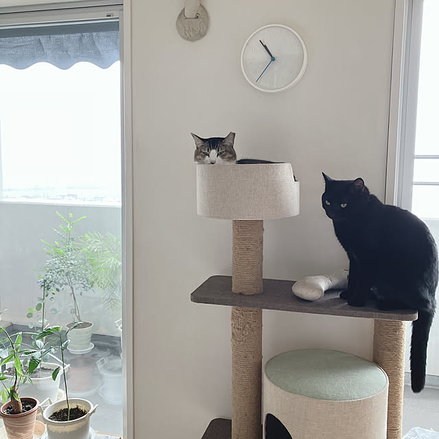 nekomiさんの実例写真