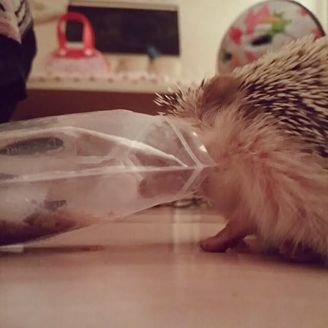 kuruさんの実例写真