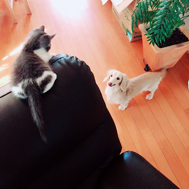 asaさんの実例写真