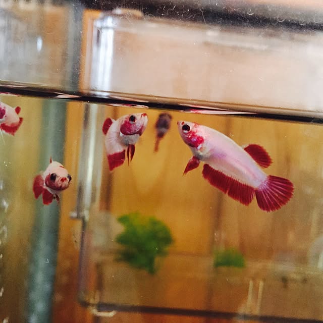 koさんの実例写真
