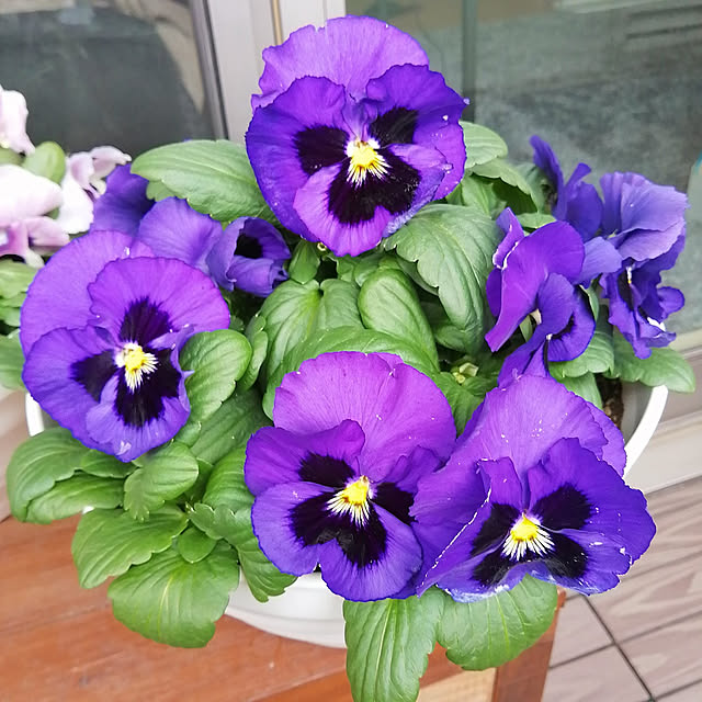 VERANDARJUNさんの実例写真