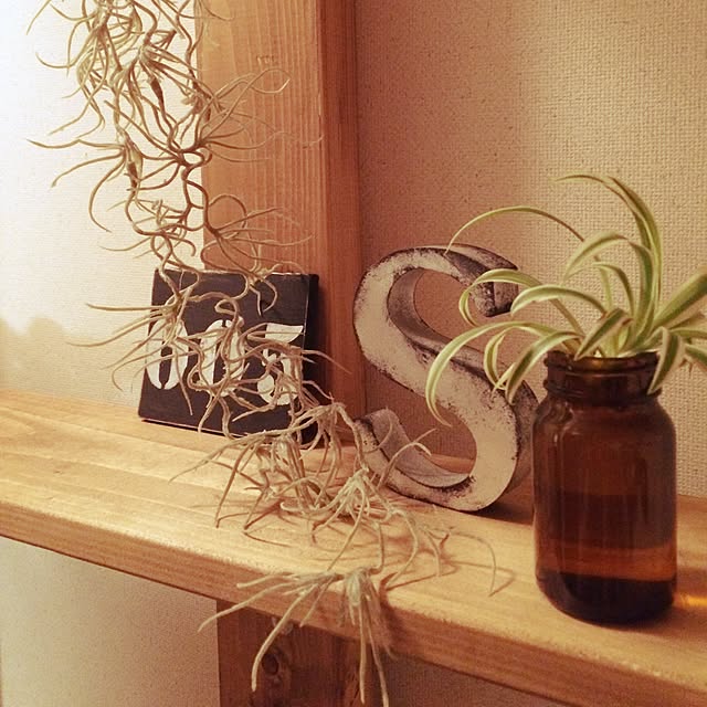 玄関/入り口/観葉植物/賃貸でも楽しく♪/犬のいる生活/ダイソー...などのインテリア実例 - 2017-06-02 21:56:16
