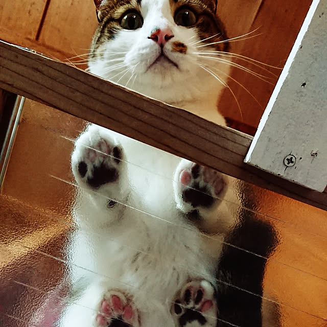 kikuさんの実例写真