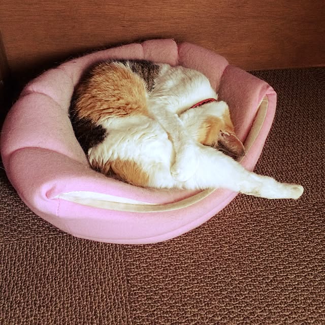 kyo.2.16さんの実例写真