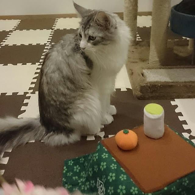 hoshiさんの実例写真