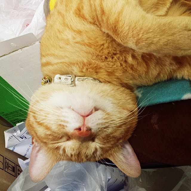 rorochimanさんの実例写真