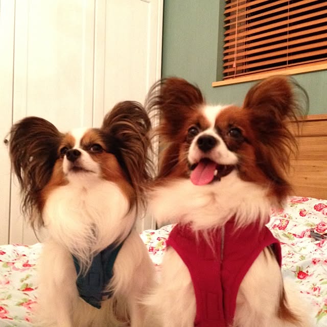 実例写真