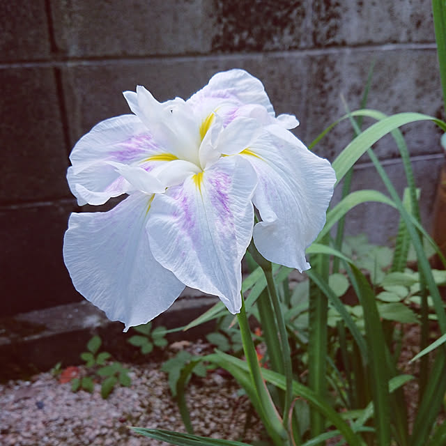 junkn6さんの実例写真