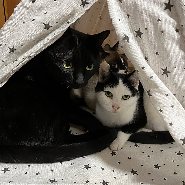 uninekoさんの実例写真