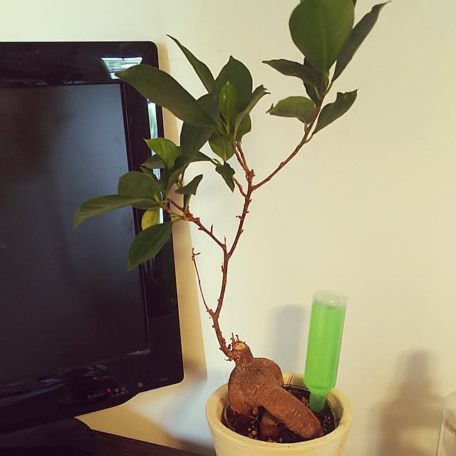 tsukinowaguma_tさんの実例写真