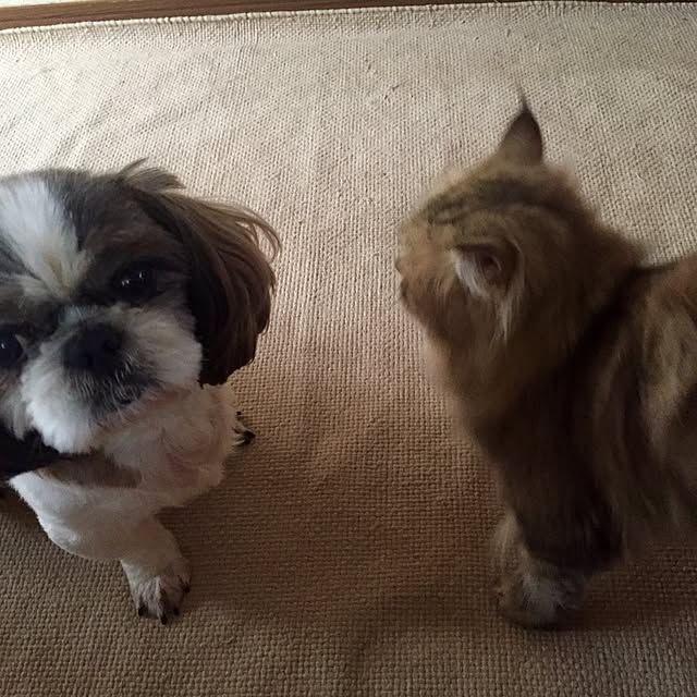 butachanさんの実例写真