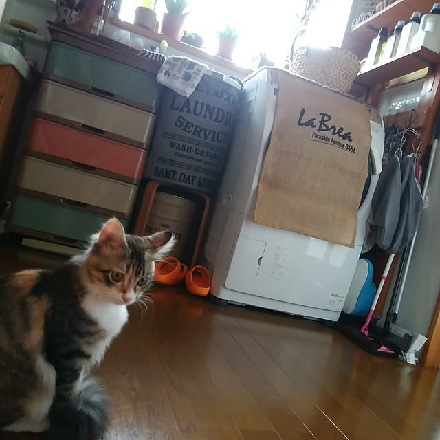 Brown.Lifeさんの実例写真