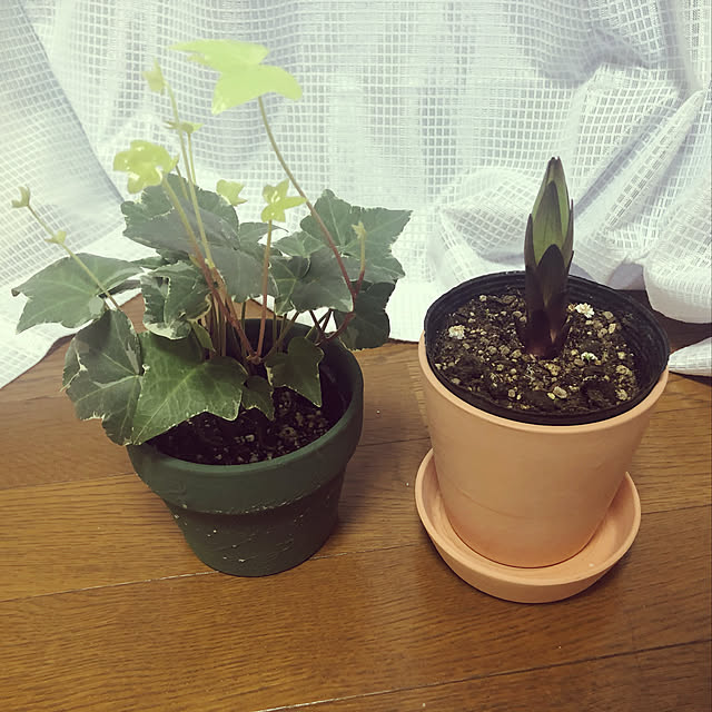 花のある生活/花のある暮らし/観葉植物/リビングのインテリア実例 - 2020-05-26 22:02:49