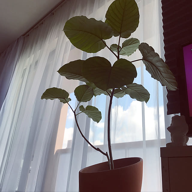 chamaさんの実例写真