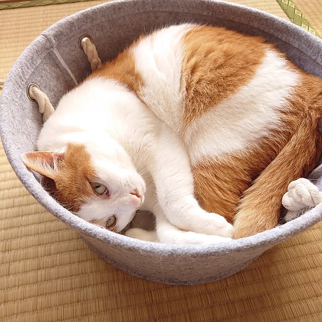 mugi77327732さんの実例写真