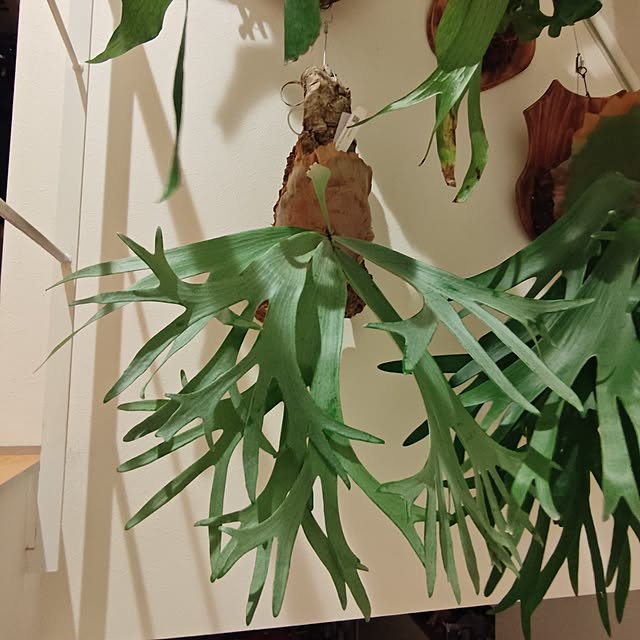 haruさんの部屋